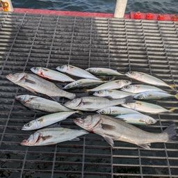 ハネ（マルスズキ）