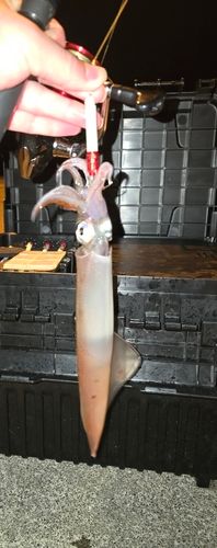 ヤリイカの釣果