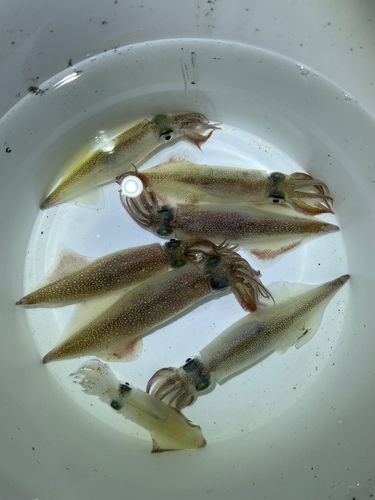 三陸海岸（青森）