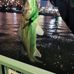 フッコ（ヒラスズキ）