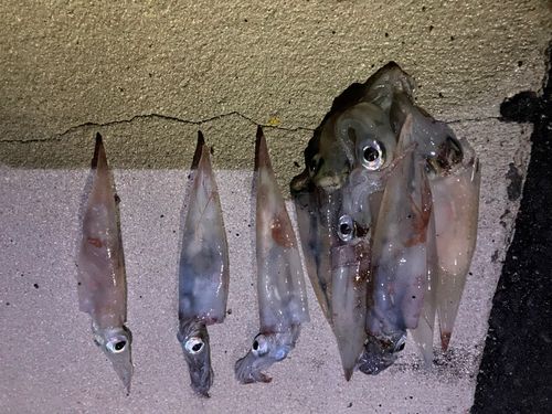 ヤリイカの釣果