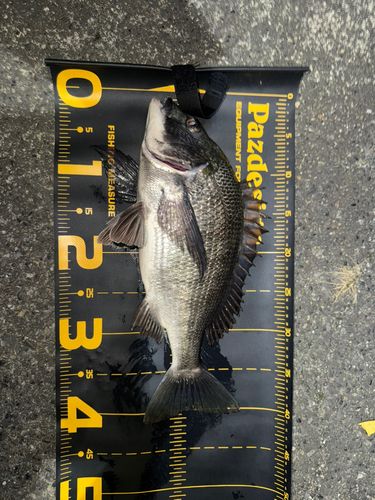 クロダイの釣果