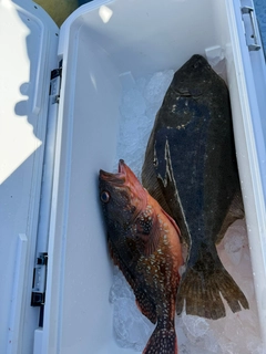 ヒラメの釣果