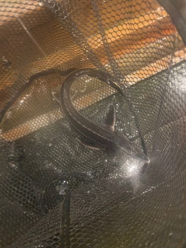 チョウザメの釣果