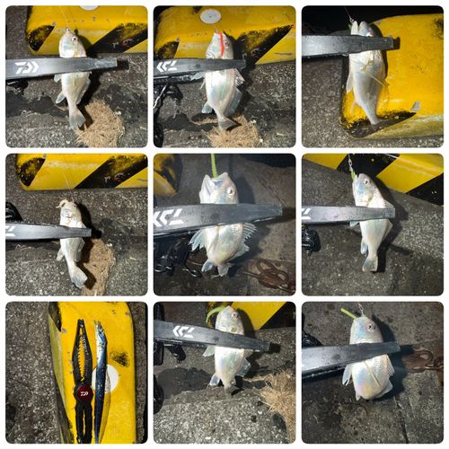 シログチの釣果