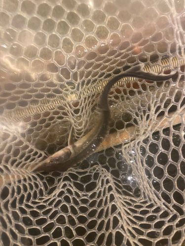 チョウザメの釣果