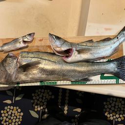 フッコ（タイリクスズキ）