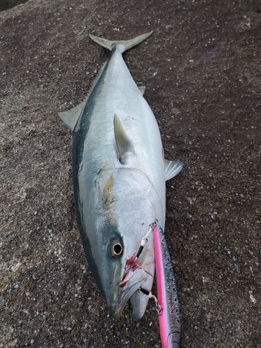 ヤズの釣果