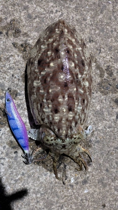 コウイカの釣果