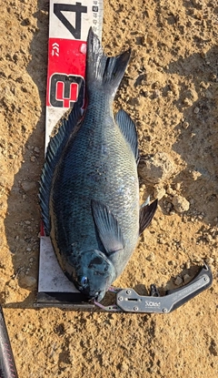 クチブトグレの釣果