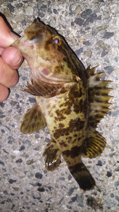 ベッコウゾイの釣果