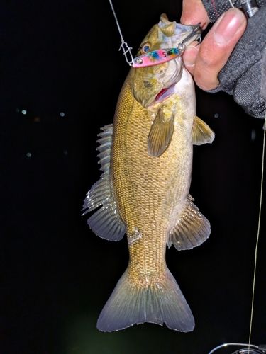 スモールマウスバスの釣果