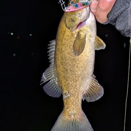 スモールマウスバス