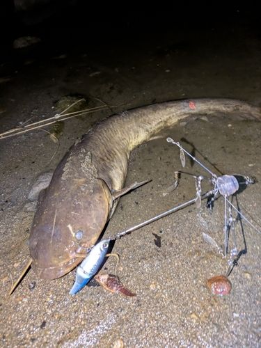 ナマズの釣果