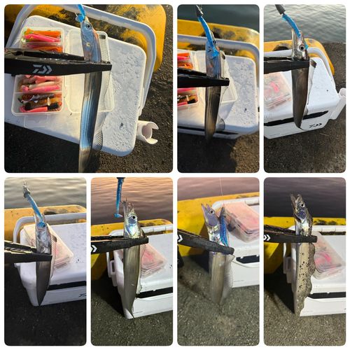 シログチの釣果