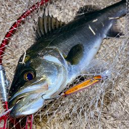 フッコ（マルスズキ）