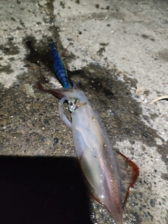 ケンサキイカの釣果