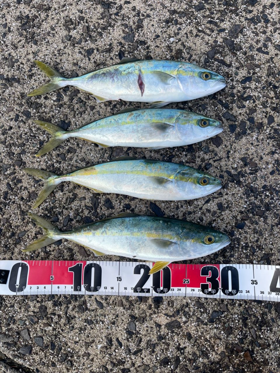 Gamakatsu ラグゼ 宵姫 爽 S63UL-solidの最安値・インプレ・釣果