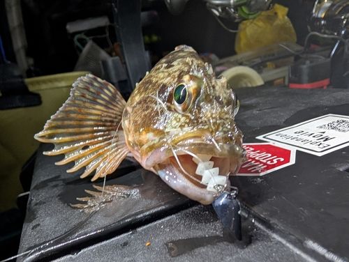 カサゴの釣果