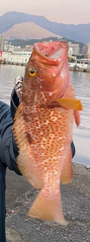 別府国際観光港