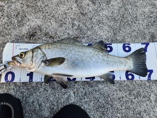 ヒラスズキの釣果