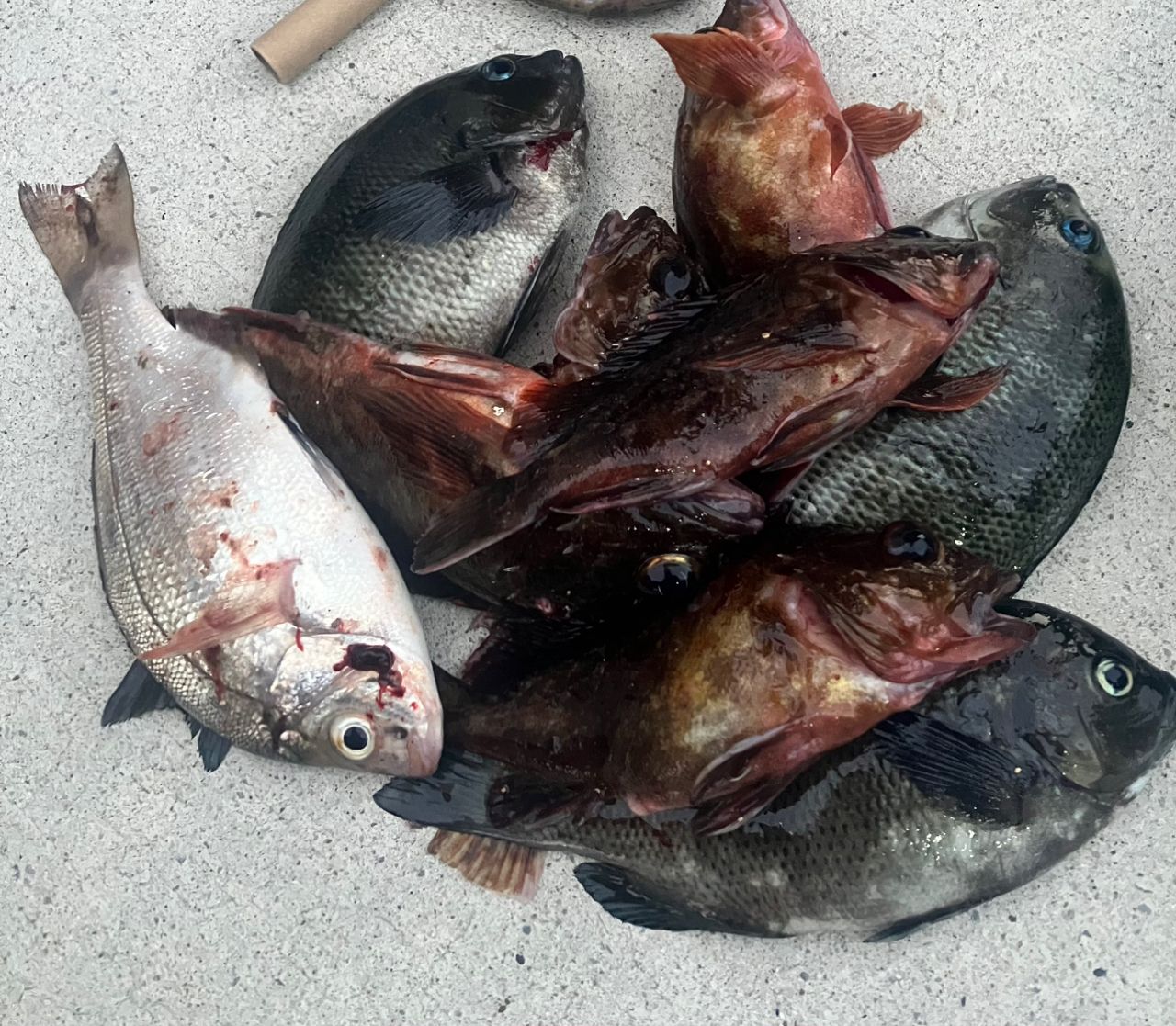 アングラー1477708さんの2026年01月16日(金)の釣行(神奈川県 - 金沢