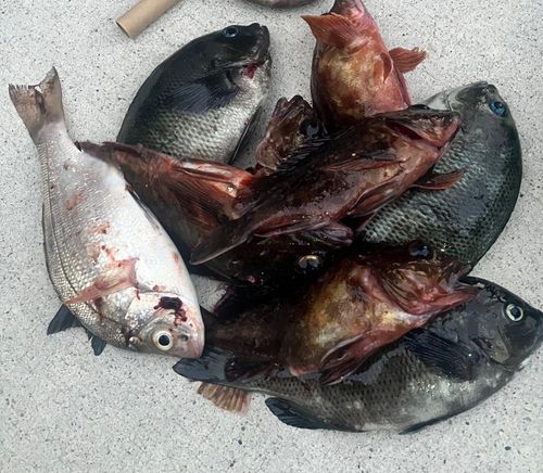 金沢水際線緑地（福浦岸壁）