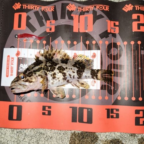 常滑りんくう釣り護岸