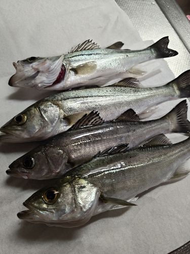 シーバスの釣果