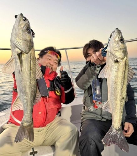 シーバスの釣果