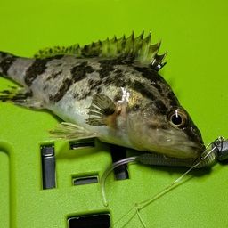 タケノコメバル