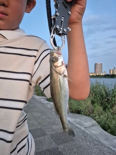 セイゴ（タイリクスズキ）の釣果