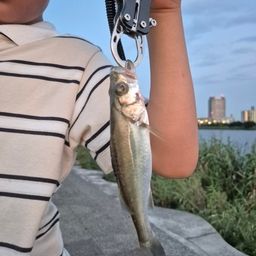 セイゴ（タイリクスズキ）