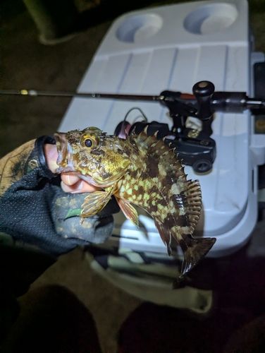 新舞子マリンパーク