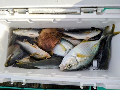 シマアジの釣果