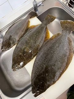 ヒラメの釣果