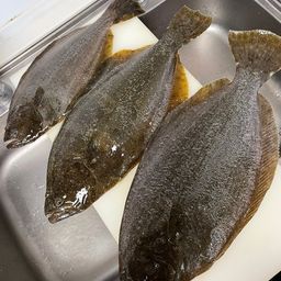 ヒラメ