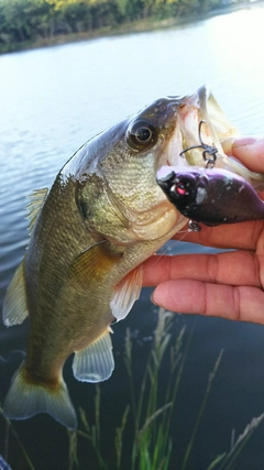 ブラックバスの釣果