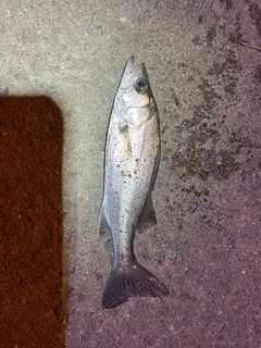 セイゴ（ヒラスズキ）の釣果