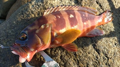アカハタの釣果