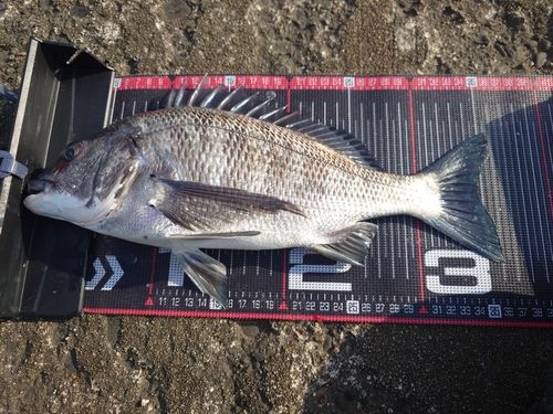 クロダイの釣果