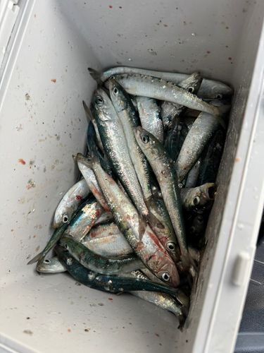イワシの釣果