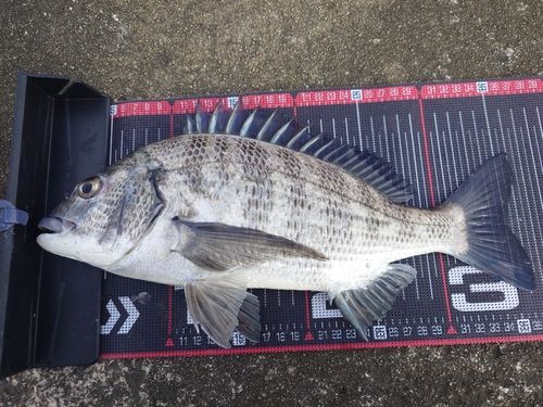 クロダイの釣果