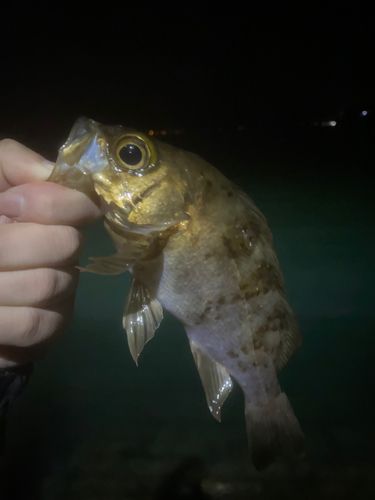 メバルの釣果