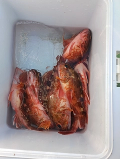 カサゴの釣果