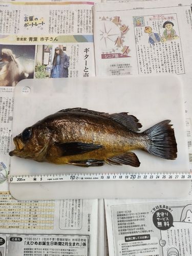 メバルの釣果