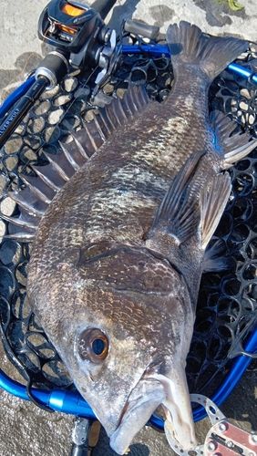 クロダイの釣果