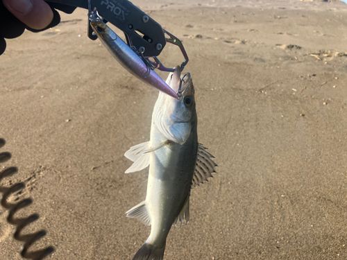セイゴ（マルスズキ）の釣果