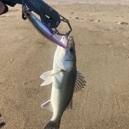 セイゴ（マルスズキ）