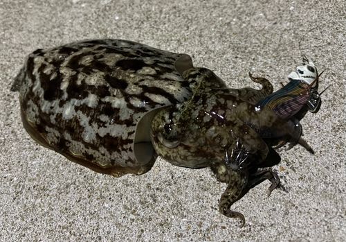 コウイカの釣果